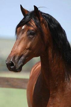 ♥ horses Lusitano Horse, Cai Sălbatici, Bay Horse, Andalusian Horse, Most Beautiful Horses, Most Beautiful Animals, Majestic Horse, Horses And Dogs, Brown Horse