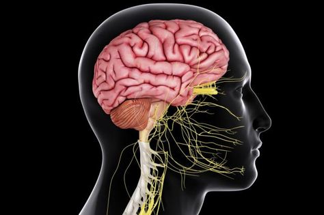 The central nervous system is responsible for processing information received from all parts of the body. The main organs are the brain and spinal cord. Nerf Vague, Sistem Saraf, Brain Nerves, Peripheral Nervous System, Structure And Function, Spinal Cord, Central Nervous System, Patient Experience, Anatomy And Physiology