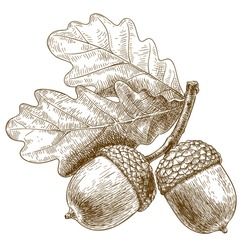 Oak Leaf Tattoos, Acorn Drawing, Acorn Tattoo, Acorn And Oak, Engraving Illustration, Small Art Prints, Leaf Drawing, Free Art Prints, Oak Leaf