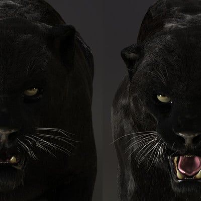 ArtStation - Black panther test, Massimo Righi Black Panther 2, Random Animals, Dark Circus, Raven King, The Ancient One, Black Highlights, Lion Wallpaper, Black Jaguar, Cat Reference