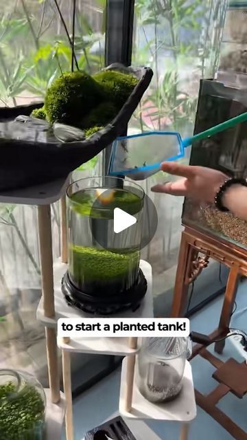 Guppy Aquarium, Guppy Tank, Fish Guppy, Guppy Fish, Planted Tank, Fish Care, Pet Fish, April 19, Fish Tank