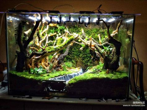 Bioactive Enclosure, Snake Habitat, Dart Frog Terrarium, Tree Frog Terrarium, Vivarium Ideas, Lizard Terrarium, Bioactive Vivarium, Tropical Terrariums, Frog Terrarium