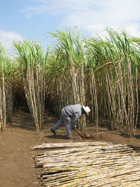 Zacapa sugar cane field harvest demos Sugar Cane Farm, Sugar Cane Plant, Caribbean Countries, Travel Gallery Wall, Hawaiian Art, Unique Trees, Sugar Cane, Planting Vegetables, Central Asia