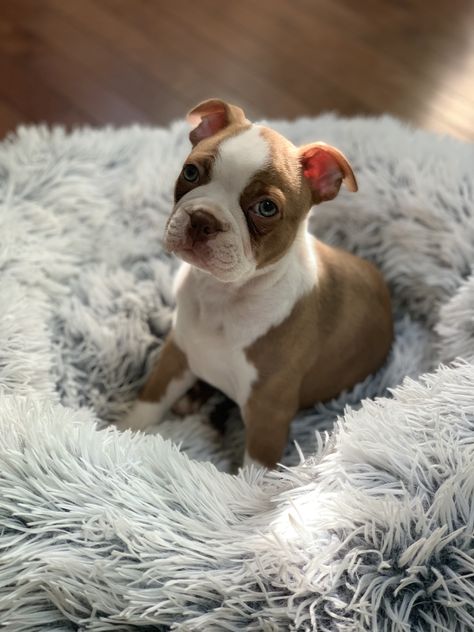 Red Boston Terrier Puppy. Brown Boston Terrier Puppy. Puppy Boston Terrier, Brown Boston Terrier Puppy, Boston Terrier Brown, Boston Terrier Pups, Brown Boston Terrier, Bulldogs English, Capuchin Monkeys, Red Boston Terriers, Baby Boston Terriers