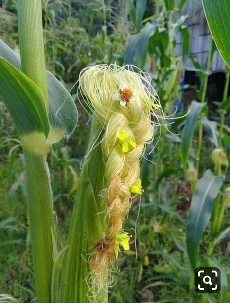 Corn Silk, Corn Maize, Funny Snapchat Pictures, Yellow Corn, Corn Plant, Ears Of Corn, Beautiful Art Paintings, Snapchat Picture, Silk Art