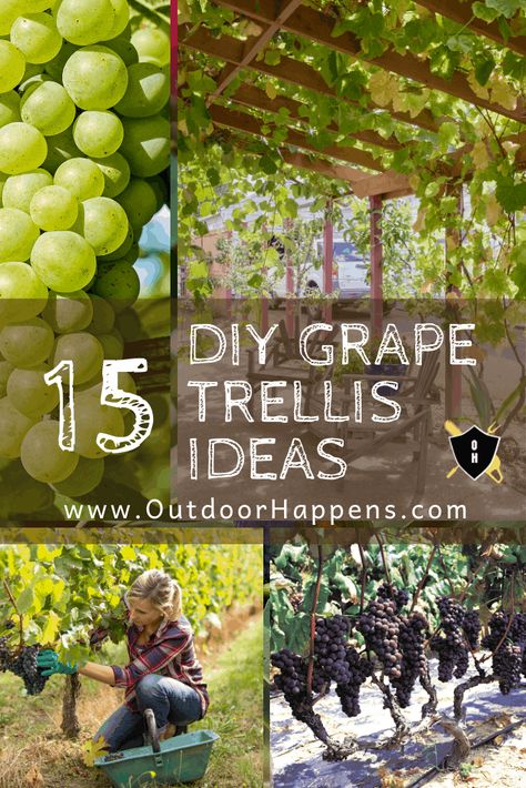 Grape Trellis Ideas, Grape Vine Trellis Ideas, Vine Trellis Ideas, Backyard Arbor, Orchard Ideas, Gardening Fruits, Grapevine Trellis, Vine Fence, Backyard Trellis