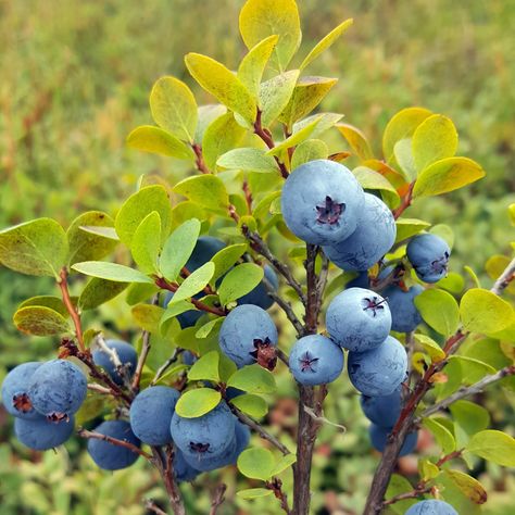 Grow Blueberries, Cheesecake Blueberry, Vancouver Airport, Cake Blueberry, Types Of Berries, Growing Blueberries, Blueberry Picking, Botanical Drawing, Fruits Photos