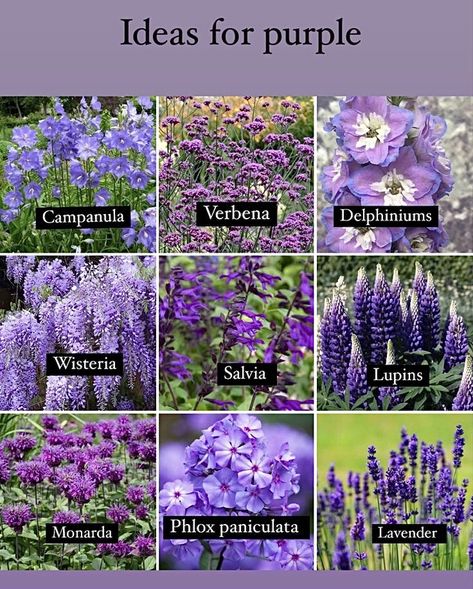 Memory Food, Beautiful Flower Gardens, Start A Vegetable Garden, Front Yard Flowers, Garden From Scratch, Yard Flowers, Garden Perennials, Purple Flowers Garden, Garden Layouts