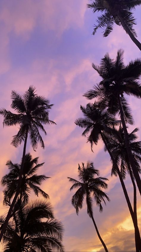 Palm Tree Wallpaper Iphone, Palm Tree Wallpaper, Tree Wallpaper Iphone, Wallpaper Sunset, Palm Trees Wallpaper, Album Cover Wallpaper Collage, Tree Sunset, Palm Tree Sunset, Cover Wallpaper