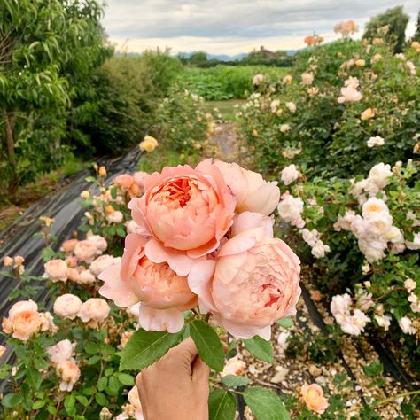 Garden roses at Floret Flower Farm. This is a David Austin Rose, Ambridge. It’s soft apricot coloring and fruity scent are out of this world!  #growfloret #ayearinflowers Standard Roses, David Austin Rose, Funny Vine, Tout Rose, Austin Rose, David Austin Roses, David Austin, Flowering Shrubs, Climbing Roses