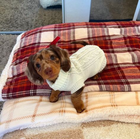 Daschund Puppies, Dog Mommy, Very Cute Puppies, Cute Dogs Images, American Threads, Very Cute Dogs, Dachshund Gifts, Weenie Dogs, Cute Little Puppies