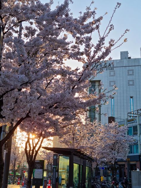 #aesthetic #southkorea #photo #dump #random #seoul #mood #vibe #korea #cafe #korean #spring #blossom Spring In Korea Aesthetic, Korea Core Aesthetic, Korean Core Aesthetic, Korean Vibes Aesthetic, Korean Spring Aesthetic, South Korean Aesthetic, Korea Cafe Aesthetic, Korea Vibes Aesthetic, Korean Life Aesthetic