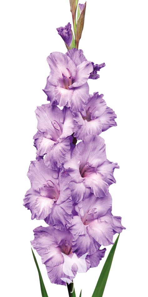 Gladiolus Milka, Details Gladiolus Flower Painting Acrylic, Blue Gladiolus Flower, Gladioli Flower, Purple Gladiolus, Hand Painted Earrings Wood, Purple Iris Flowers, August Flowers, Gladiolus Flower, Gladioli