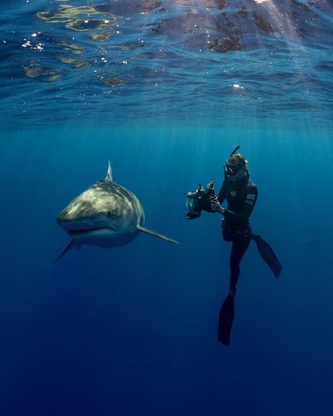 Taylor Cunningham photographer a tiger shark swimming in the ocean Shark Diving Aesthetic, Sharks Of The World, Shark Pics, Diving With Sharks, Marine Photography, Diving Photos, Swimming With Sharks, Scuba Diving Photography, Diving Photography