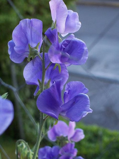 Sweet peas: I love the delicate flowers, the gorgeous colours and wonderful smell Prayer Jar, Sweet Pea Plant, Pea Plant, Sweet Pea Flowers, Blue Wedding Flowers, Pea Flower, Blue Garden, Sweet Peas, Exotic Flowers