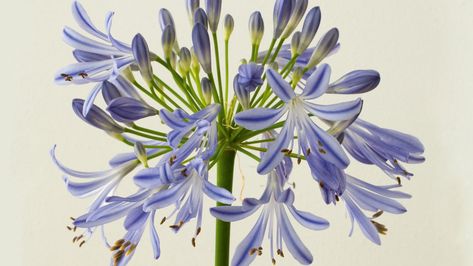 What To Plant When, Agapanthus Plant, Pierre Yovanovitch, Plant Bulbs, Garden Calendar, Chestnut Trees, English Country Gardens, Dark Flowers, House Exteriors