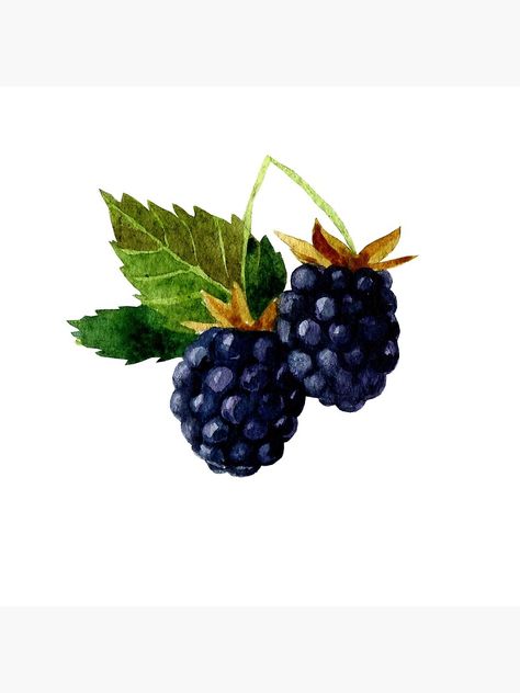 "Watercolor illustration with berries and blackberry leaves." Poster by margo-soleil | Redbubble Blackberry Leaves, Leaves Poster, Fruit Art Drawings, Jam Label, Blackberry Jam, Fruit Art, Block Printing Fabric, Linocut Prints, Bottle Design