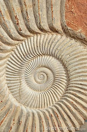 Ammonite fossil Spirals In Nature, Fossil Art, Geometry In Nature, Sacred Geometry Tattoo, Geometry Tattoo, Fibonacci Spiral, Sacred Geometry Art, Ammonite Fossil, Geometry Art