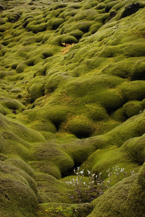 Moss Growing, Moss Garden, Reykjavik, Nature Beauty, Beautiful World, Wonders Of The World, Mother Nature, Iceland, Places To See