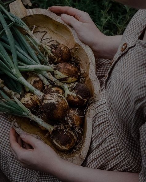 Taryn on Instagram: "Onion harvest 🧅🧅🧅" Foraging Aesthetic, Instagram Story Ideas, Story Ideas, Instagram Story, On Instagram, Instagram