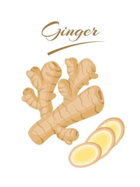 Fresh ginger rhizome with slices, isolated on a white background. vector illustration. Ginger Illustration, Ginger Art, Ginger Rhizome, Fresh Ginger, Illustration Vector, Vector Background, Ginger, White Background, Vector Illustration