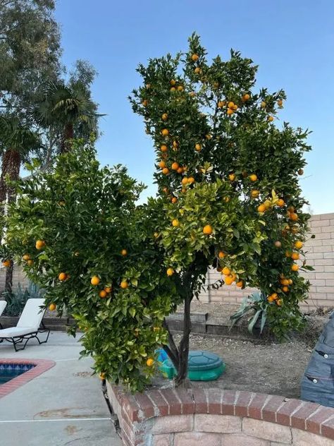 How to Trim an Orange Tree? A Comprehensive Guide! Tangerine Tree, Orchard Tree, Landscape Borders, Orange Trees, Navel Oranges, Fruits Images, Tree Images, Citrus Trees, Tree Trimming