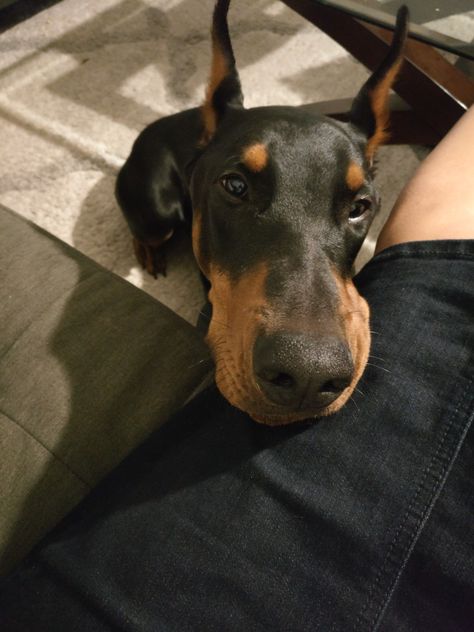 Dobber Man, Doberman Bf Aesthetic, Dobber Man Puppies, Dobber Man Dog, Photos With Dobermans, Doberman With Owner Aesthetic, Two Dobermans, Scooby Dog, Doberman Cuddling