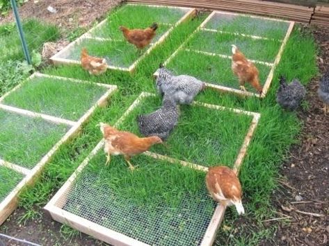 What can I plant to vine up my run? | Page 2 | BackYard Chickens Raising Backyard Chickens, Chicken Garden, Keeping Chickens, Building A Chicken Coop, Chicken Coop Plans, Backyard Chicken Coops, Mini Farm, Chicken Feed, Chicken Diy