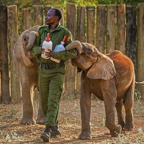 African Safari Conservation on Instagram: “A Samburu animal keeper prepares to bottle feed orphan elephants at the Reteti Elephant Sanctuary in Kenya. - Photo credit to @amivitale…” Animals Video, Sheldrick Wildlife Trust, Vet Medicine, Wildlife Biologist, Zoo Keeper, Baby Elephants, Elephant Sanctuary, Elephant Lover, Future Jobs