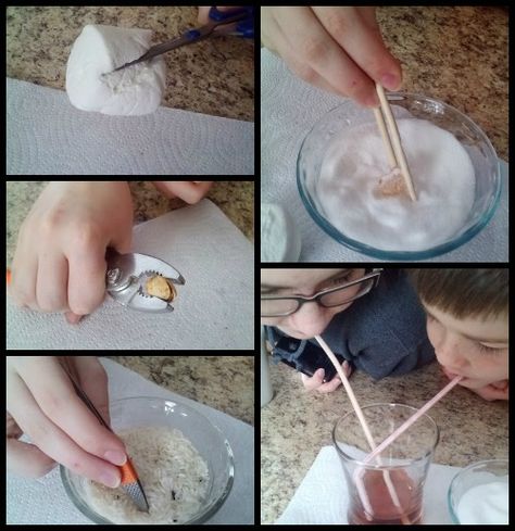 Bird Beaks Activity, Camporee Ideas, 4h Activities, Bird Science, Homeschooling Elementary, Photos Of Birds, Nature Club, January Ideas, Bird Ideas