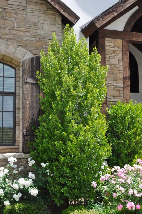 Prunus Caroliniana, Carolina Cherry Hedge, Cherry Laurel Tree, Cherry Laurel, Carolina Cherry Laurel, Skip Laurel, Cherry Laurel Hedge, Front Door Landscaping, Laurel Hedge