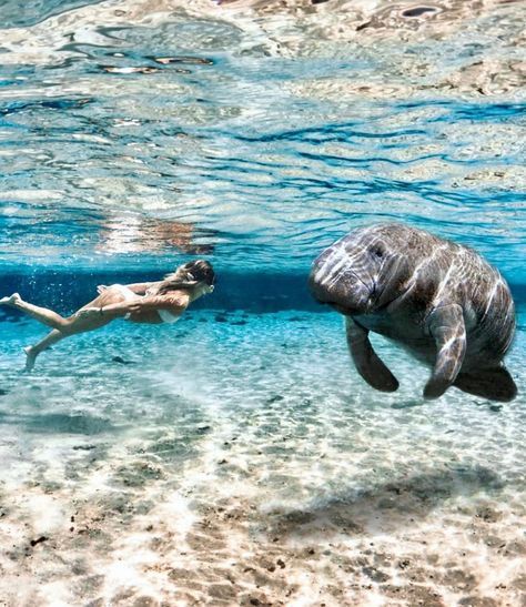 The Florida Instagram on Instagram: “Manatee encounters 💧🐽😊 (📸: @chrisrogers @kristinarec 📍: Silver Glen Springs)  Be sure to use the Hashtag #floridatravel ⬅️ to be featured!…” Swim With Manatees, Florida Manatees, Florida Vibes, Swimming With Manatees, Manatee Florida, Florida Springs, Silver Springs, Earth Pictures, Saltwater Tank