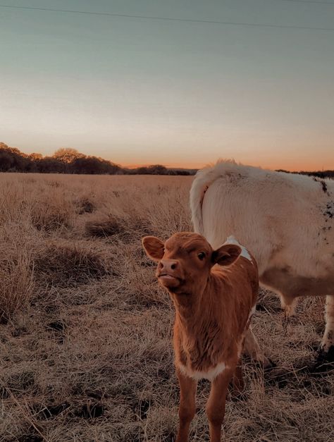 Cow Pictures Aesthetic, Aesthetic Cow Pictures, Horses Western Aesthetic, Farm Sunset Aesthetic, Brown Country Aesthetic, Cow Computer Wallpaper, Country Phone Aesthetic, Brown Cow Aesthetic, Cute Cows Aesthetic