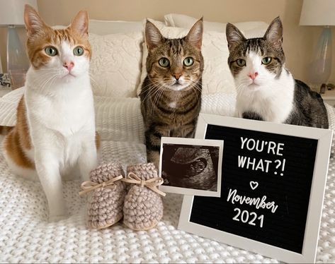 Cat Birth Announcement, How To Tell Boyfriend Your Pregnant, Baby Annoucment Idea, Pet Baby Announcement, Pet Gender Reveal, Baby Announcement With Cat, Cat Baby Announcement, Pregnancy Announcement Pets, Announcing Pregnancy Ideas