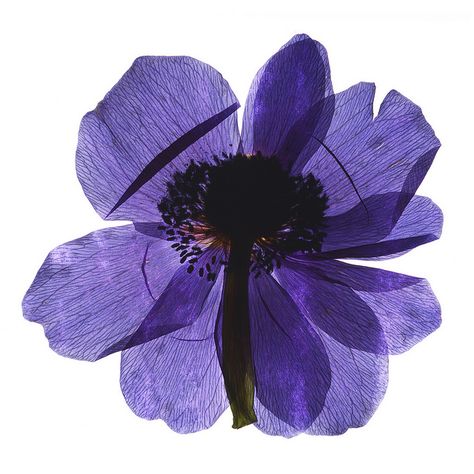 From the press: Anemone Scanned Flowers Photography, Purple Flower Icon, Scanned Flowers, Something Purple, Purple Flower Art, Press Flowers, Flowers Collage, Flower Icons, Anemone Flower