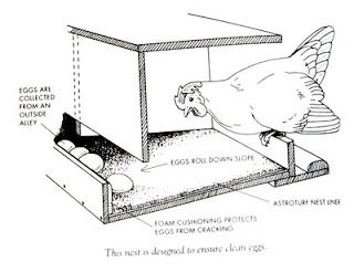 since i strained something in my groin, last thursday, i have been taking things easy. i decided that i needed to design our chicken coop. o... Nesting Boxes Diy, Chicken Coop Ideas, Raising Turkeys, Chicken Barn, Chicken Nesting Boxes, Diy Chicken Coop Plans, Coop Ideas, Chicken Coop Designs, Keeping Chickens