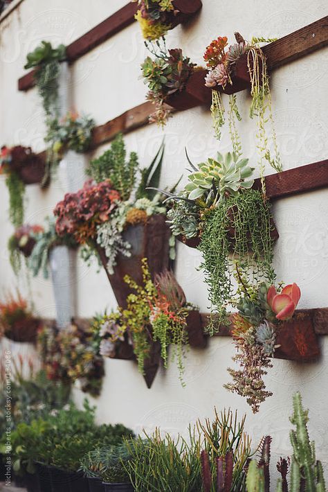 succulent wall garden- cactus, colorful flower garden... #vertical #planting #urbanzealplanters... Succulent Wall Garden, Succulent Wall Art, Hanging Plant Wall, Walled Garden, Succulent Wall, Wall Garden, Cactus Y Suculentas, Plant Wall, Succulents Garden