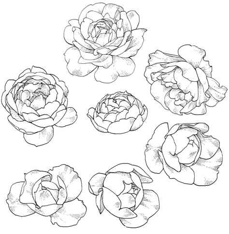 Peonies Wallpaper, Flowers Drawn, Peony Drawing, Plants Illustration, Illustration Tattoo, Flower Drawing Tutorials, Flowers Drawing, Flower Drawing Design, Flower Sketches