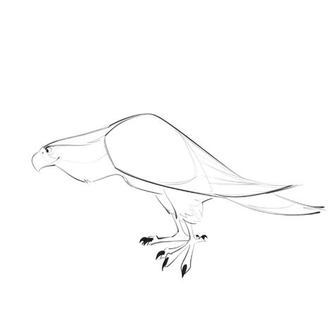 Webcomic Style, Stylized Bird, Drawing Birds, Bird Illustrations, Drawing Ideas List, Mushroom Drawing, Bird Of Prey, Animated Animals, Monster Concept Art