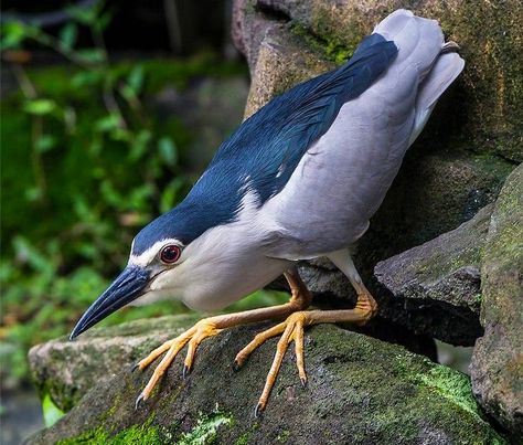 Black-crowned Night Heron Chiang Kai Shek, Birds Photos, Night Heron, Water Birds, Flightless Bird, My Breakfast, Bird Photos, Herons, Shorebirds