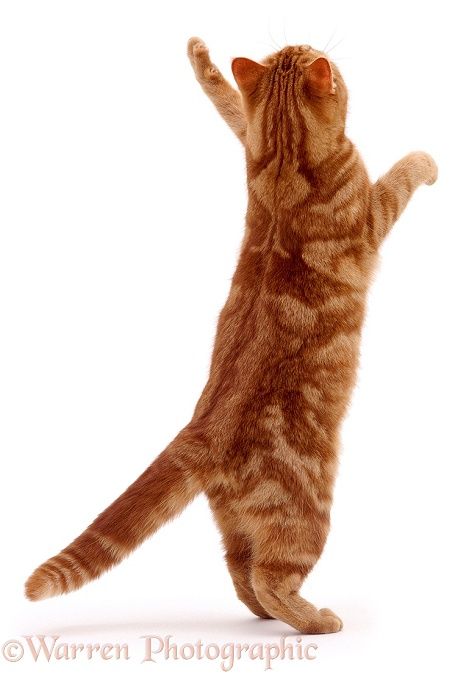 Photograph of Ginger cat reaching up. Rights managed white background image. Drawing Of Cat, Cat Reaching, Cats Dancing, Cat Standing, Warrior Cat Drawings, Tabby Cats, Cat Background, Cat Reference, Cat Sketch