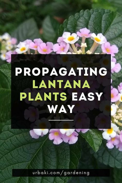 Harvesting Lantana Seeds, Lantana Colors, Propagate Lantana, Lantana Garden, Pink Lantana, Lantana Propagation, Trailing Lantana Landscaping, White Lantana, Propagating Lantana