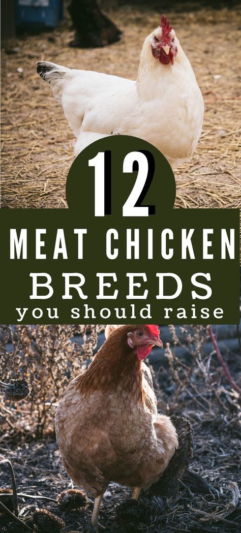 Meat Chicken Pen, Chicken Breeds For Meat, How To Raise Meat Chickens, Raising Chickens For Meat, Raising Meat Chickens For Beginners, Best Meat Chickens, Meat Chickens Raising, Meat Chicken Coop, Chicken Husbandry