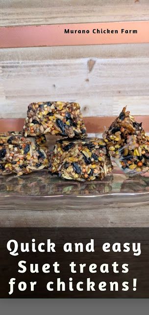 Suet Cakes For Birds Recipes, Treats For Chickens, Suet Recipe, Chickens In The Winter, Suet Cakes, Meal Worms, Chicken Snacks, Chicken Treats, Chicken Health