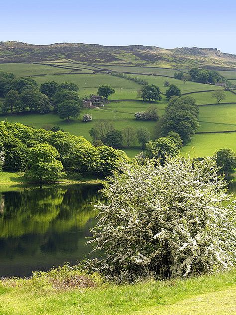 Hawthorn Bush, Derbyshire England, England Countryside, Peak District National Park, Countryside Landscape, Green Hills, British Countryside, Samos, Peak District