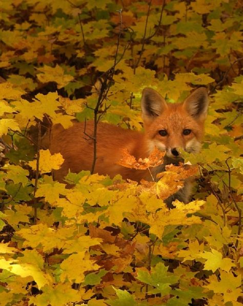 Little red fox Fox Art, Woodland Creatures, Red Fox, Animal Photo, Fall Foliage, 귀여운 동물, Wildlife Photography, In The Woods, Spirit Animal