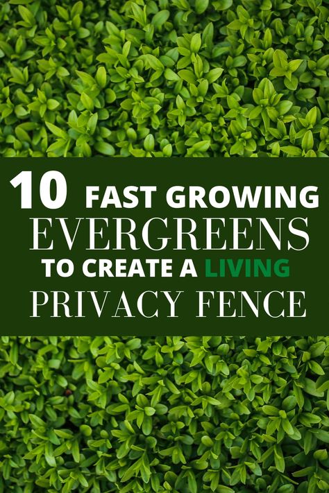 Plants As Fence, Fencing With Plants, Hedge Bushes For Privacy, Plants Instead Of Fence, Evergreen Fence Plants, Evergreen Fence Ideas, Hedging Ideas Privacy, Greenery Privacy Fence, Live Privacy Fence Ideas