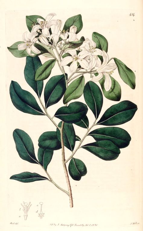 Hortus Camdenensis | Murraya paniculata (L.) Jack var. exotica (L.) M.R.Almeida Chinese Jasmine Flower, Orange Jasmine Drawing, Jasmine Botanical Illustration, Curry Tree, Jasmine Drawing, Murraya Paniculata, Orange Jasmine, Wind Sea, Magia Das Ervas