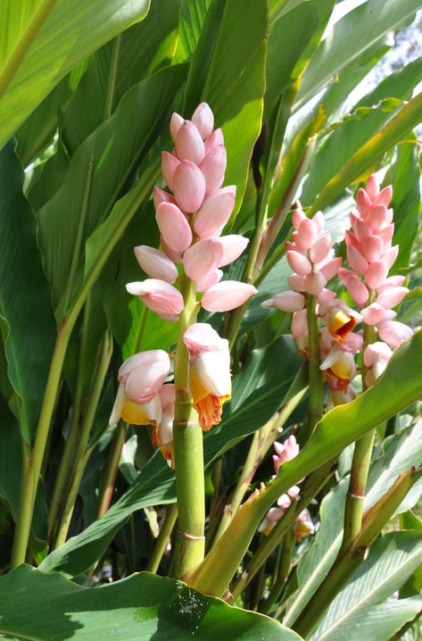 Alpinia 'Giant Pink' | Bamboo Land Nursery QLD Australia Ginger Plant Flower, Beehive Ginger, How To Eat Ginger, Understory Plants, Bamboo Species, Growing Ginger, Ginger Plant, Ginger Flower, Tropical Flower Plants