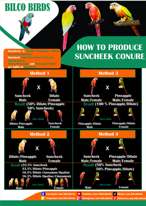 Many friends were asking about how to produce suncheek conure. Suncheek conure is Dilute Pineapple, so with the combination of Dilute and Pineapple we can produce Suncheek. REMEMBER, Dilute/Pineapple and Pineapple/Dilute are splits to suncheek. My new post will be regarding Pied, Misty and their colour variations. Follow for more information about green cheek conure and its mutations. #bilcobirds #shorts #birds #bird #nature #birdsofinstagram #wildlife #birdphotography #photography Pineapple Conure, Conure Bird, Green Cheek Conure, Conure Parrots, Punjab Pakistan, Many Friends, Pet Bird, Bird Photography, New Post